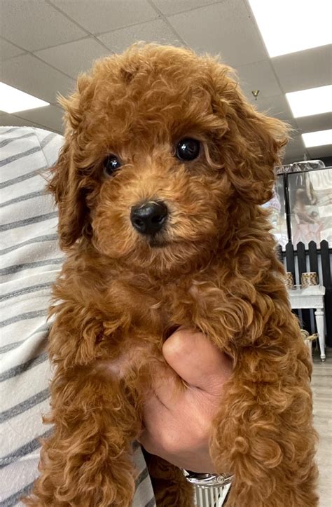 Toy Poodle Full Grown Red | Wow Blog