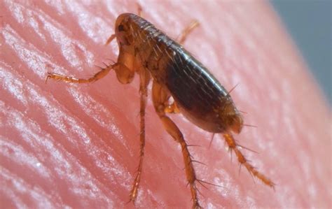 The Problem With Fleas In Your Oklahoma City Home