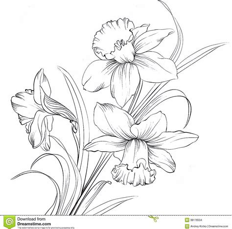 Narcissus Stock Illustrations, Vectors, & Clipart – (2,116 Stock ... | Flower drawing, Daffodil ...