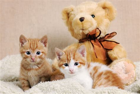 Cute kittens stock image. Image of home, small, domestic - 54561573