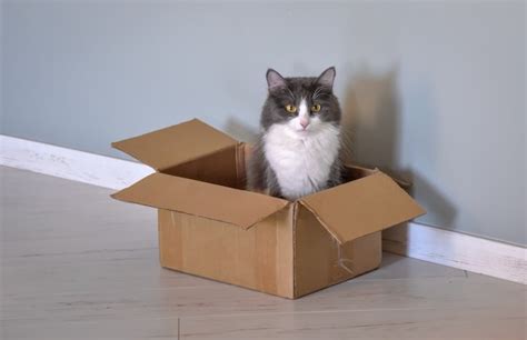 Premium Photo | The cat is sitting in a cardboard box next to green plants moved to a new house