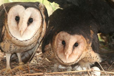 African Grass Owl | African Raptor Centre