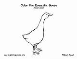 Goose Coloring Page sketch template