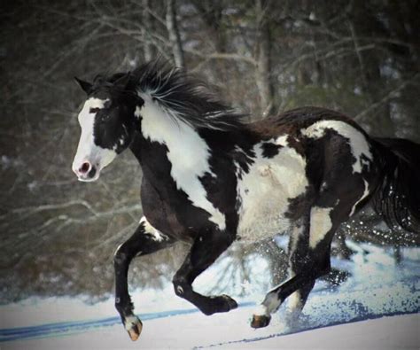 wild horses! | Horses in snow, American paint horse, Horses