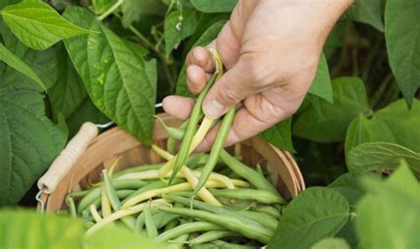 Creative gardening tips | Pictures | Pics | Express.co.uk | Planting green beans, Growing green ...