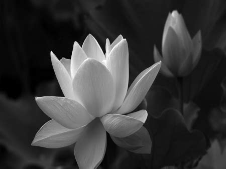 White lotus - Flowers & Nature Background Wallpapers on Desktop Nexus (Image 2443072)