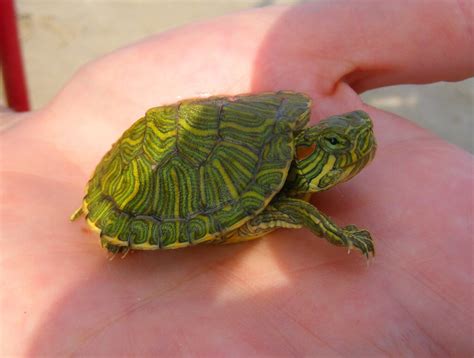 Baby Red eared Slider Turtles - A Complete Guide - Reptileszilla