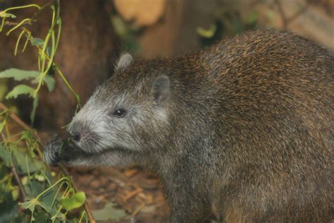 Cuban Hutia - Brno Zoo, July 2013 - ZooChat