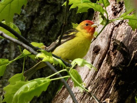 Western Tanager - Fontenelle Forest Nature Search : Fontenelle Forest ...