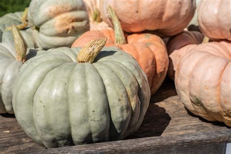 Jarrahdale Pumpkin Seeds - Heirloom – Hometown Seeds