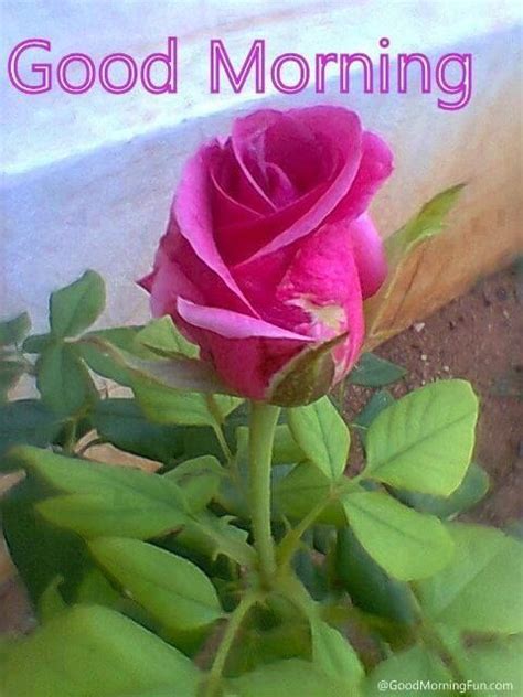 Good Morning Pink Rose Pictures, Photos, and Images for Facebook ...