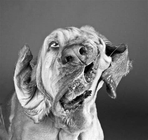 Funny Dogs Shaking Heads (17 pics + 1 gif) | Hund portraits, Hundebilder, Witzige hundebilder