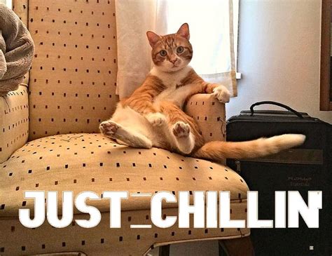 #CHILL #CHILLIN #CATS #ANIMALS | Cats, Animals, Memes