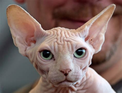 Hairless sphynx cat breed traces origin story to kitten born in Toronto | CTV News