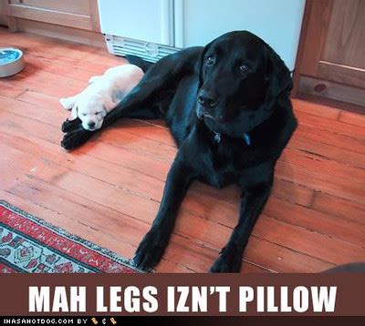 pillow-lol-dog-cute-dog-pictures-funny-dogs | mars bitches | Flickr