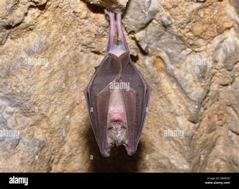 Greater horseshoe bat Rhinolophus ferrumequinum sleeping in cave Stock Photo - Alamy