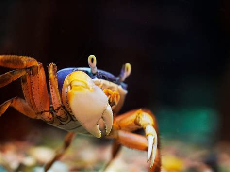 7 Freshwater Aquarium Crabs - Types » Petsoid