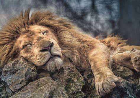 Jigsaw puzzle Sleeping Lion | Tips for original gifts | UKposters