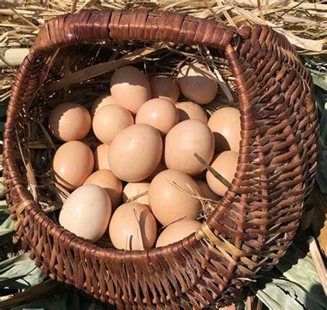 Poultry Eggs - Wholesale Price & Mandi Rate for Poultry Eggs