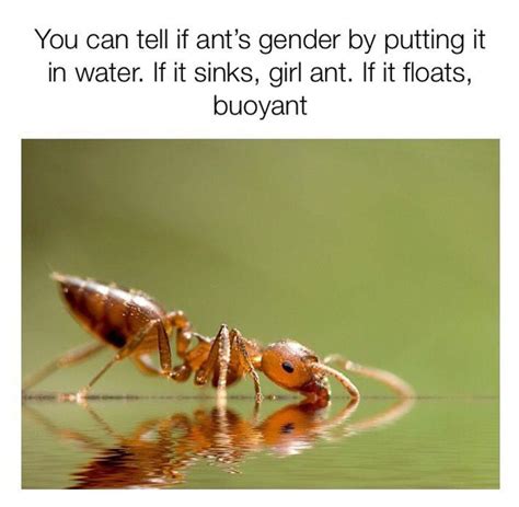 Idk if I'm allowed to post memes but here - General Off-Topic - Ants ...