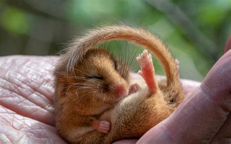 14 Facts About Dormouse - Facts.net