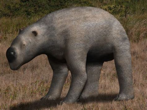 Wombat Fossil Found as Big as Volkswagen Beetle | IBTimes UK