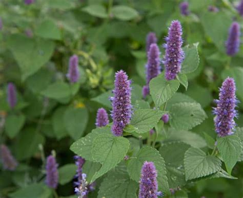 Hyssop Plant: Best Varieties, Growing Guide, Care, Problems, and Harvest