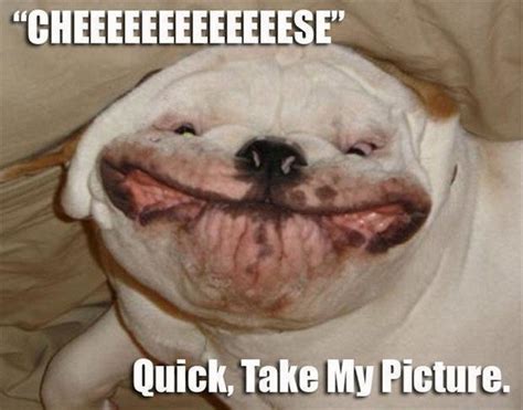 Funny Photos Of Animals Meme