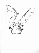 Realistic Bat Coloring Pages  Yunus sketch template