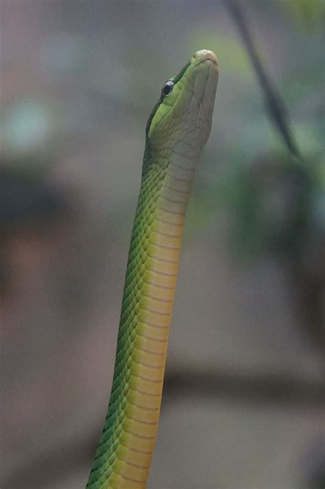 snake, sharpnose snake, non toxic, zoo, focus on foreground, one animal, close-up, animals in ...