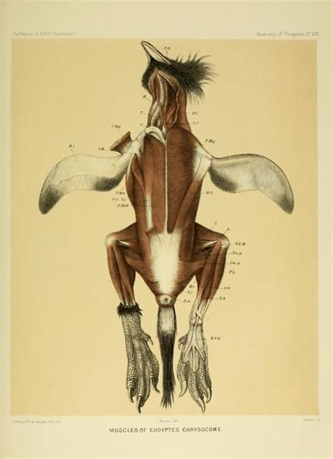 Muscles of Eudyptes chrysocome - the Southern Rockhopper Penguin Anatomy of Penguins Plat VIII ...