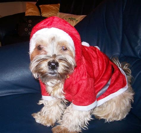 Dog Santa Outfit Free Stock Photo - Public Domain Pictures