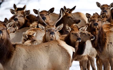 Southwest Colorado elk herds in jeopardy