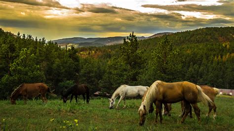 When can the horses go out on the pasture? – Greener This Side