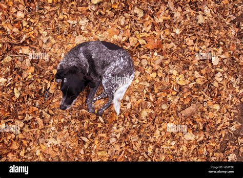 Dog pile hi-res stock photography and images - Alamy