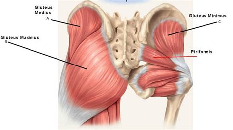 Lateral Hip Pain Cause and Treatment | Move Empower Physical Therapy