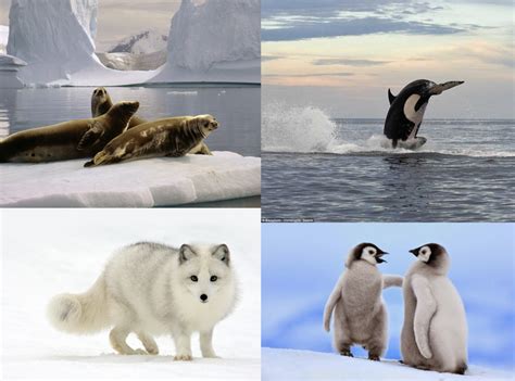 Animales del Antártico【 El Polo Sur y su MISTERIO】 Animalesis