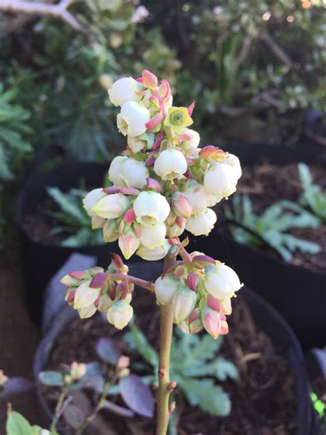 My first blueberry bush is flowering : gardening