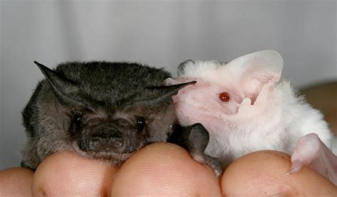 Albino animals: pale rarities in a coloured world - Australian Geographic