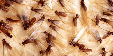 5 things you should know about flying termites - Rentokil ID