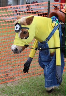 a horse wearing a yellow shirt with googly eyes