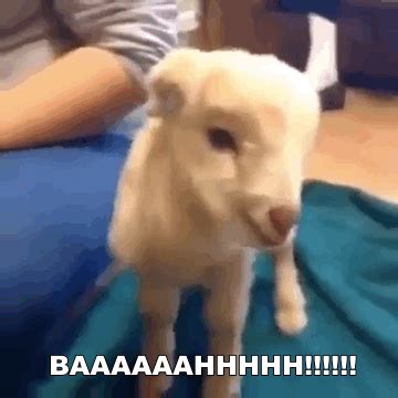 Starts off wimpy, finishes off fierce. | Goats, Baby goats, Funny ...