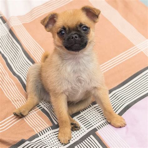 PUG MIX LOOK BOOK: 40 PUG CROSS BREEDS — WEIRD WORLD