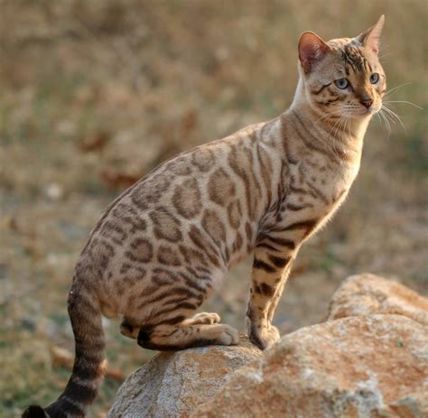 35 Top Pictures Black Bengal Cat Size / The Bengal Cat Den New Mexico ...