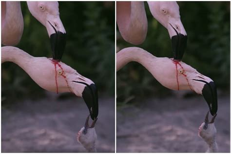 Truth Behind Viral Video of Flamingos Feeding 'Blood' to Offspring is Blowing Minds Online