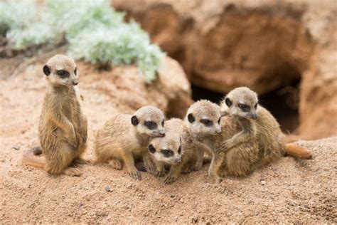 #animals #mammals #meerkats #5K #wallpaper #hdwallpaper #desktop | Meerkat, Mammals, Animal theme