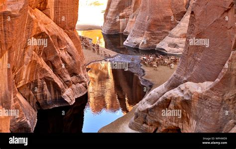 View Of Cattle Crossing River In Between Ennedi Plateau In Chad Stock ...