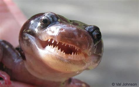 Salamander Behavior and Life History - Defensive Strategies