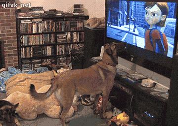 Dog Watching GIF - Find & Share on GIPHY