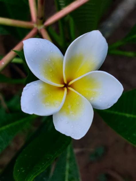 Aralia 'plumeria' flower